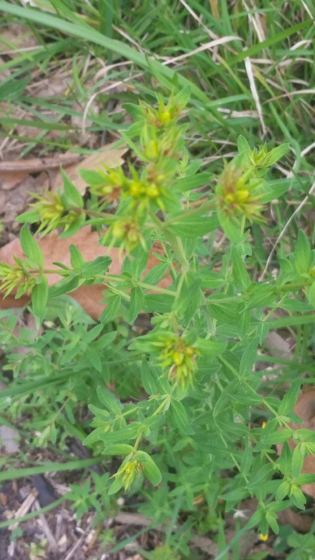 Hypericum perforatum (Hypericaceae)